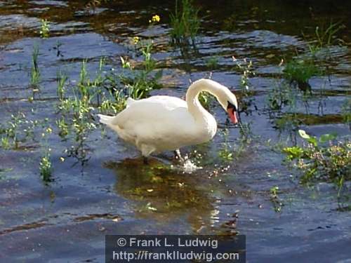Swans